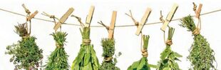 herbes efficaces pour la prostatite