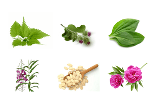 plantes pour la prostatite